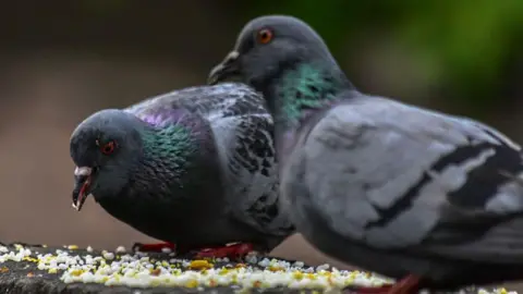 Getty Images Two pigeons sit on a wall and eat grain scattered in front of them