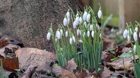 BBC weather watchers / The Adder A bunch of about a dozen snowdrops are growing at the base of a brown tree. The white, tear-shaped flowers hang off the green stems.