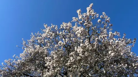 A tree with bright white blossom against a vivid blue sky in Victoria Park in Bristol