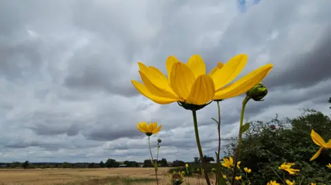 BBC Weather Watchers/Graham's vista A bright yellow flower, with some more behind it, sits in a field under a cloudy sky.