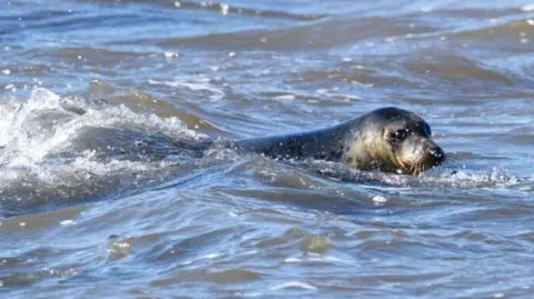 A grey seal swimming in the North Sea. It has its teal grey head poking out of the water and is looking into the camera.