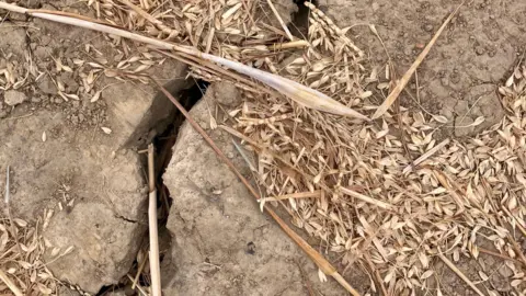 BBC / Ian Palmer An aerial view of a large crack in hard, brown soil. A few strands of barley cro are seen on the soil.