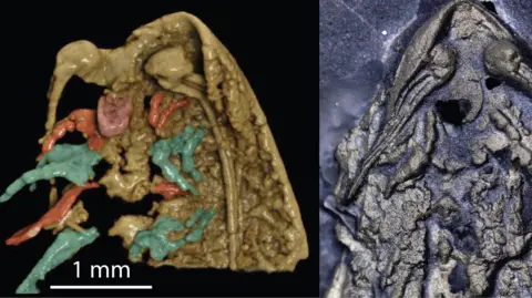 PA A 3D model of a preserved specimen rotated so that the underside is visible and a photograph of the head of the holotype specimen