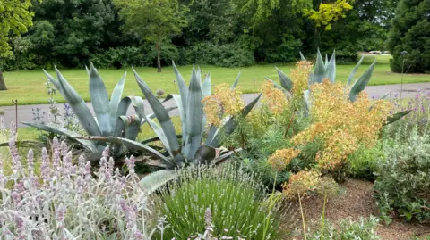 BBC/Jo Makel Three large, spiked green plants dominated a garden bed an is surrounded by other, smaller plants. A grass lawn is visible in the distance as well as a row large bushes and trees.