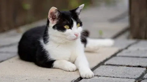 A stock image showing a black and white cat lying down on some paving stones outdoors, looking off to the right of the camera.
