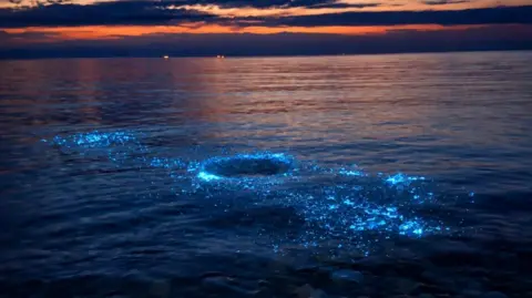 Danial Jones Bioluminescent plankton at Penmon Point. A bright blue glow can be seen in speckled in the water. There is an orange glow from the sunset at the top of the image.