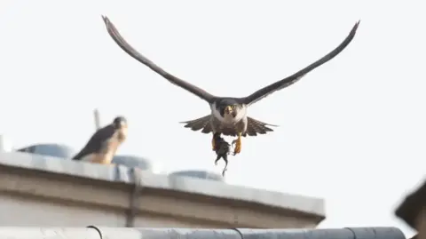 Jamie Clarkson A peregrine falcon looks directly at the camera, while flying towards it, with a small bird in its talons. A second peregrine falcon sits behind on a rooftop.