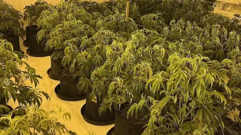 Essex Police A yellow-tinged room filled with hundreds of green cannabis plants