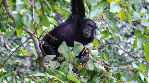 Elodie Freymann A chimpanzee sits in a tree in the forests of Uganda, eating fruit