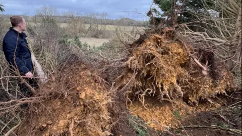 Paul Hodgkinson The exposed roots and base of a large fallen tree can be seen. The tangled roots are embedded in soil with small stones attached. A man stands next to the roots.