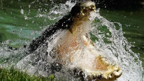 A saltwater crocodile is photographed with its jaws open as water splashes around its head at the Australian Reptile Park on January 23, 2006 in Sydney, Australia.