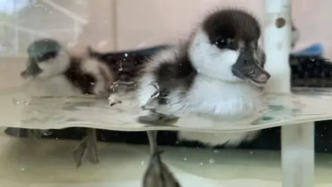 WWT Close up of two baby birds in a transparent tank with their feet submerged in water. They have black and white downy feathers and black beaks. 