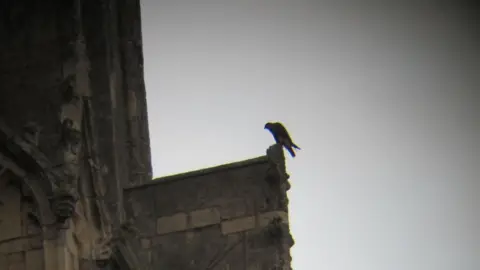 A wide shot of a dark bird of prey resting on an outcrop of a stone tower of Beverley Minster.