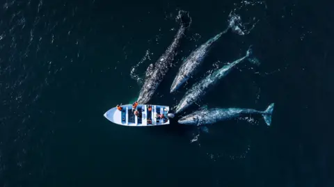 Four whales surrounding a fishing boat in the middle of the ocean.