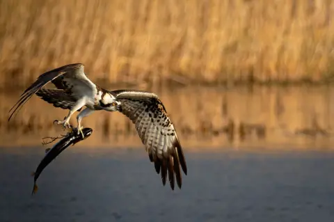 Marcus Tyler An osprey in flight over water, holding a freshly caught fish in its talons with tall golden reeds blurred in the background.