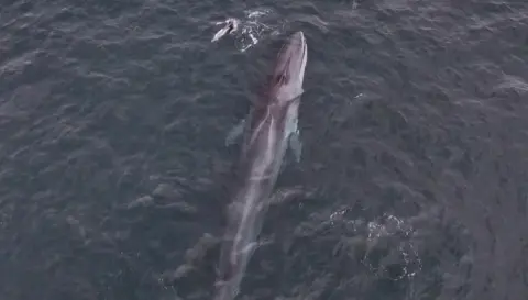Dylan Coundley-Hughes/AK Wildlife The picture shows a large marine animal, specifically a fin whale, swimming near the surface of the ocean. The whale’s long, streamlined body and distinctive ridge along its back are clearly visible. There is also a smaller object near the top of the image, which appears to be a seabird or possibly a dolphin. The water is dark and slightly choppy.