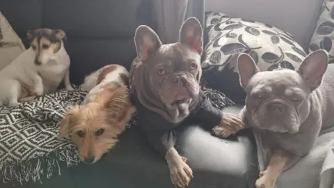 Sally Sarl Sally's four dogs sitting on a sofa. Two are French bull dogs, one is a long haired terrier type dog and one is a Jack Russell 