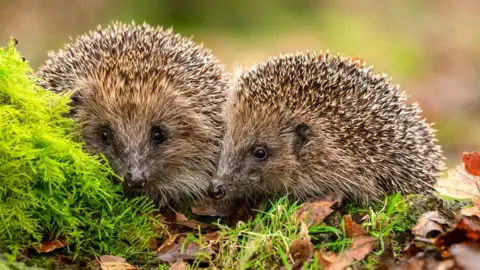 Two hedgehogs sitting on some grass and leaves
