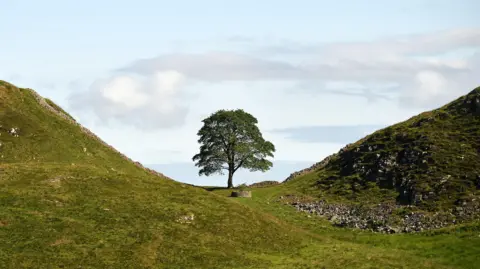 Large tree in a dip in green hills. The sky is light blue and cloudy in the background and the tree stands tall and healthy before the felling.