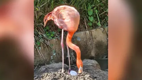 Paradise Park A flamingo, pink in colour, leans down to move its egg. The bird has long, thin legs and is stood on a mud nest.