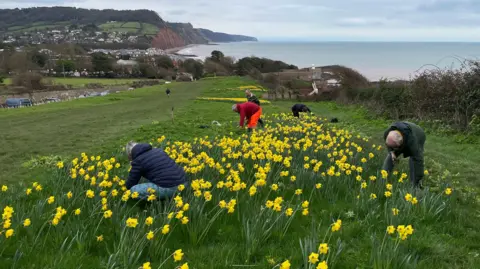Volunteers crouch among the daffodils to remove weeds. Sidmouth and the town's iconic red cliffs are visible in the background. 