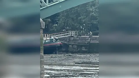 Elliot Gamble A dead dolphin on the bank of the River Thames near a boat