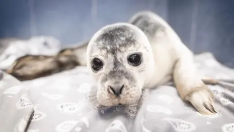 The seal pup