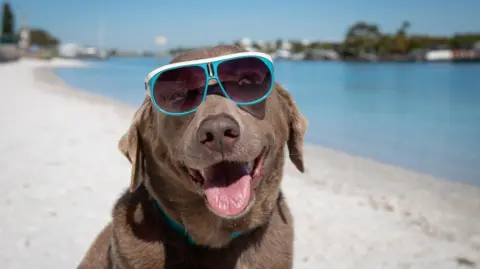 A labrador with big blue shades on. 