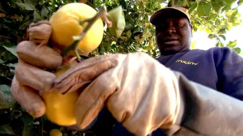 Juan Dominguez A documented migrant worker picking lemons