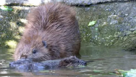 Ray Lewis/Kent Wildlife Trust A beaver mother with two baby kits in some water. The two kits are submerged with their fur matted, while their mother looks on, on slightly submerged.
