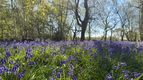 A carpet of bluebells in a woodland on a sunny day with clear blue skies. 