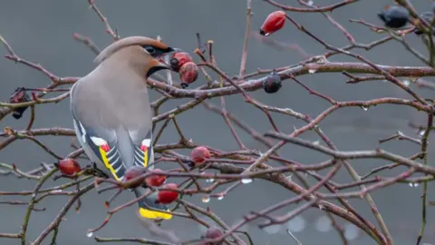 A grey bird with red, yellow and black plumage eating berries off a tree