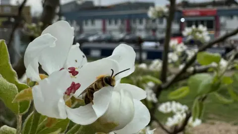 Yellow Legged Bee sitting on a white flower