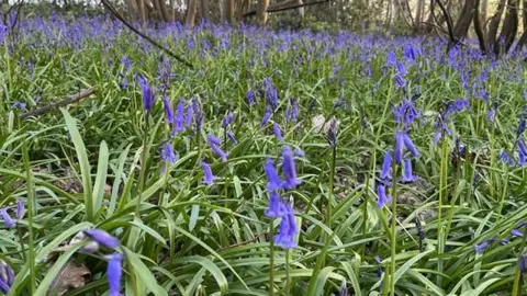 Thousands of blooming bluebells in Brick Kiln Wood on the Hole Park Estate, Rolvenden