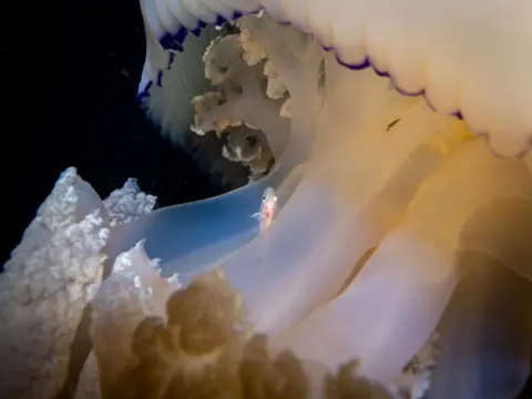 R.S. McLaren Photography A close-up of a white Barrel jellyfish with a fish poking out from behind its tentacles.