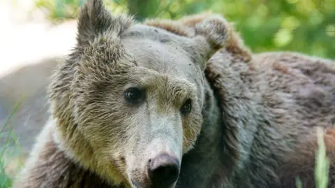 PA Media Boki the bear looks to the side of the camera, showing where the fur was shaved from his head for his operation.