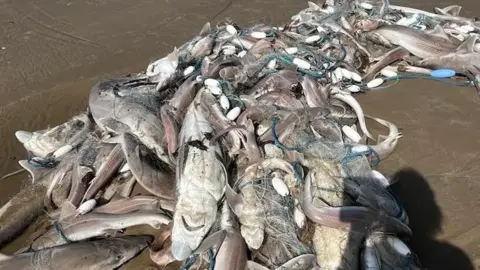 Pauline Morris A pile of dead fish washed up on a sandy beach. 