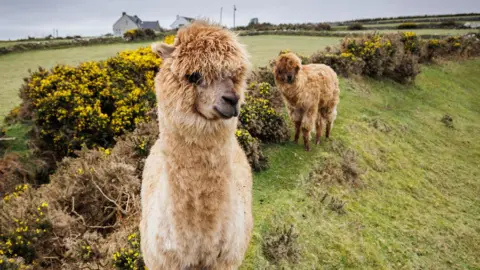 Getty Images Two brown alpacas standing on a green grassy hill in front of a hedge.
