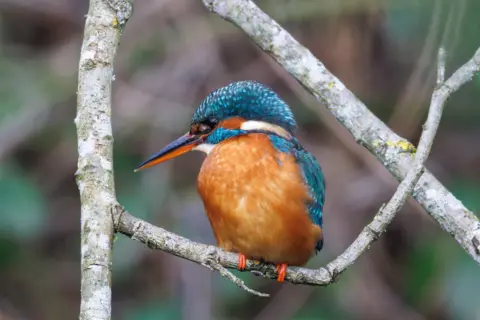 Jack Murray-Bird A kingfisher with bright blue and orange plumage perched on a narrow branch. The background is softly blurred with green and brown tones.