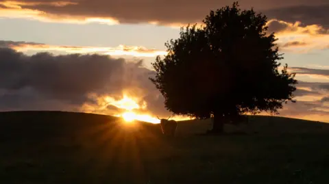 A big tree silhouetted against the sun. A Highland cow lurks beneath it.