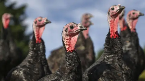 PA Media A group of black-feathered turkeys standing outside in a field. They are all craning their red necks. The sky is blue in the background of the picture. 