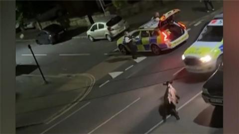 Police use vehicle to try to stop cow