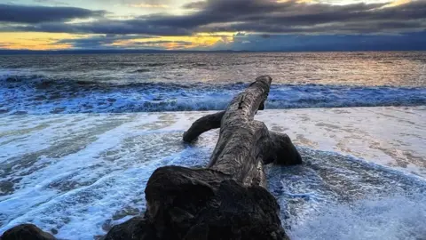 Steve West Photograph of the back of Lizzy the Lizard, which is actually a piece of driftwood, washed up on a beach in Porthcawl. The tide can be seen drawing out  in front of her, while the sun sets below dark grey clouds. 