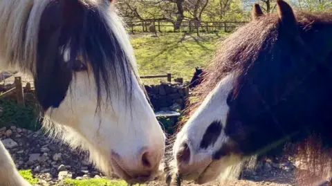 A close-up picture of two black-and-white horses standing nose-to-nose in a field.