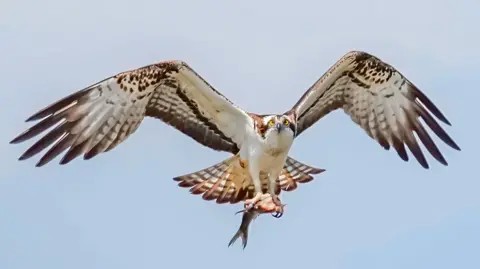 Lynne Warner A male osprey flying at Ranworth Broad with its wings spread out. In its talons it is carrying a fish.