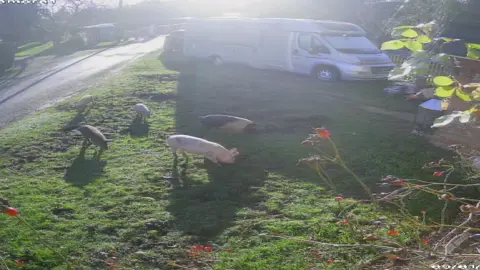 Colin Williams CCTV image of five pigs on Colin Williams' front lawn