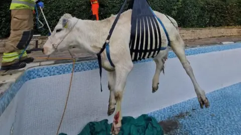 Leicestershire Fire and Rescue Service A white cow being winched out of a Rutland pool