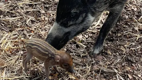 Gracie Gee/ZSL Mum Tessa looking after a piglet