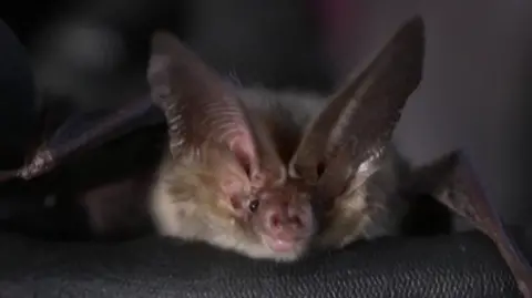 A black gloved hand holds a small brown bat with black beady eyes and large pointed ears