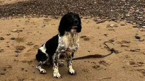 Supplied A black and white spaniel sitting on a beach.